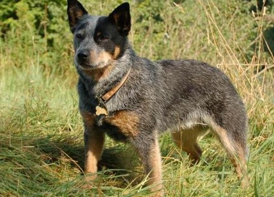 十大壽命最長的狗狗品種,阿拉斯加犬、西施犬高貴優(yōu)雅