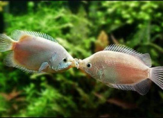 十大最好養的小型觀賞魚種類,孔雀魚活潑好動、吻鱸性情溫順