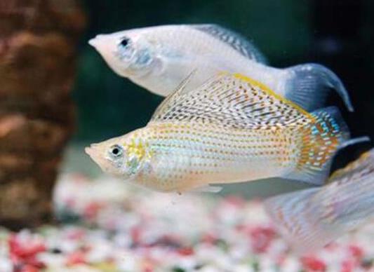 十大最好養的小型觀賞魚種類,孔雀魚活潑好動、吻鱸性情溫順