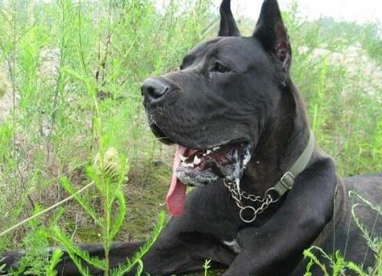 世界十大巨型犬種排名,中亞牧羊犬戰斗力強、高加索犬是犬中之王