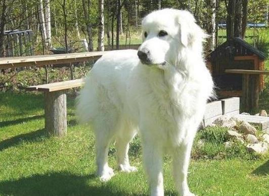 世界十大巨型犬種排名,中亞牧羊犬戰斗力強、高加索犬是犬中之王