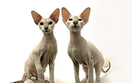 世界十大名貴貓排行榜,草原貓價格昂貴、泰國御貓相傳可以招財