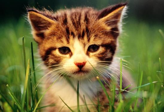 世界十大名貴貓排行榜,草原貓價格昂貴、泰國御貓相傳可以招財