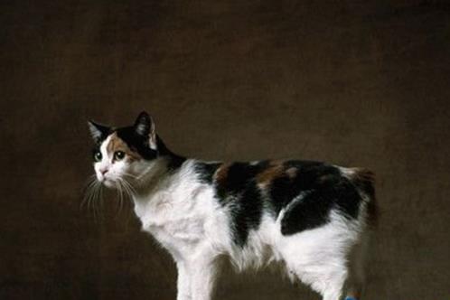 世界十大名貴貓排行榜,草原貓價格昂貴、泰國御貓相傳可以招財