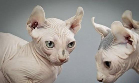 世界十大名貴貓排行榜,草原貓價格昂貴、泰國御貓相傳可以招財