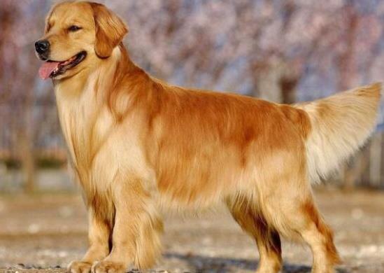 世界上十大毛最長的犬,阿富汗獵犬觀賞性高、馬爾濟(jì)斯犬端莊高雅