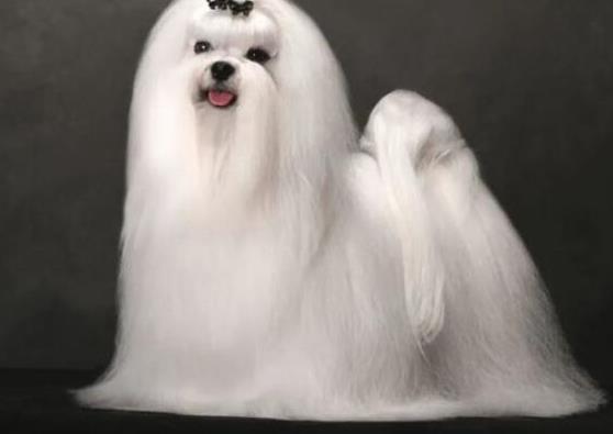 世界上十大毛最長的犬,阿富汗獵犬觀賞性高、馬爾濟(jì)斯犬端莊高雅