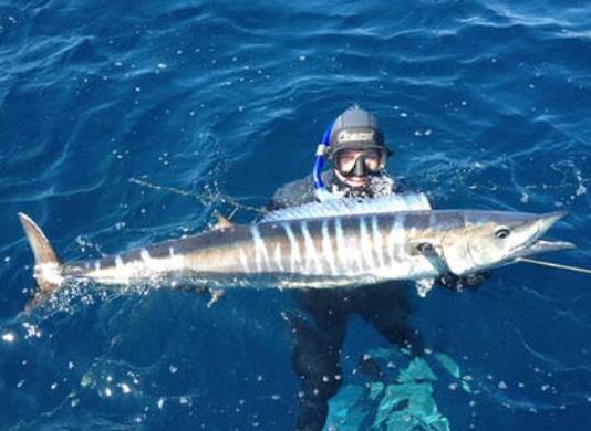 世界十大游速最快的魚,印度槍魚體內脂肪含量高、旗魚生性勇猛