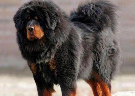 十大最保護(hù)主人的狗狗排名,藏獒對(duì)主人十分忠誠(chéng)、高加索牧羊犬是犬中之王