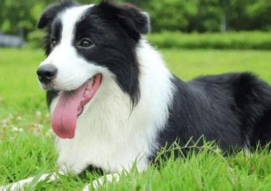 十大最保護(hù)主人的狗狗排名,藏獒對(duì)主人十分忠誠(chéng)、高加索牧羊犬是犬中之王