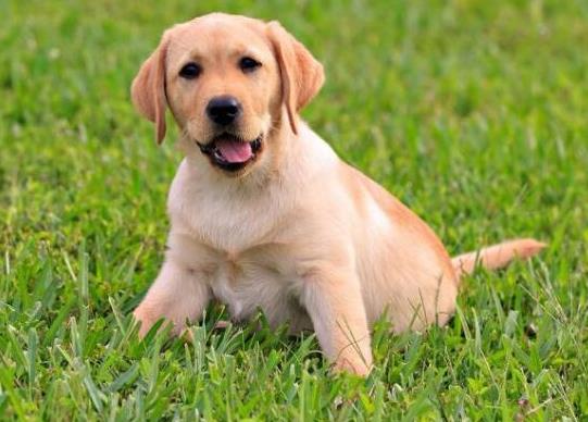 十大最保護(hù)主人的狗狗排名,藏獒對(duì)主人十分忠誠(chéng)、高加索牧羊犬是犬中之王