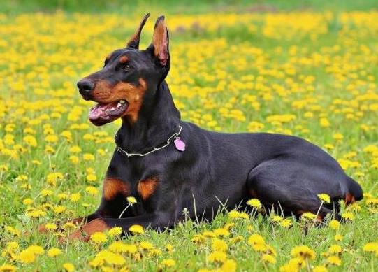 十大最保護(hù)主人的狗狗排名,藏獒對(duì)主人十分忠誠(chéng)、高加索牧羊犬是犬中之王