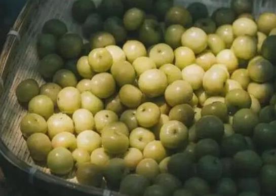 世界最酸的十大水果排名,酸葡萄可以制成蜜餞、青梅非常酸