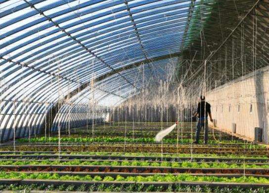 中國十大蔬菜種植基地,壽光是中國蔬菜之鄉、張北縣年產量高