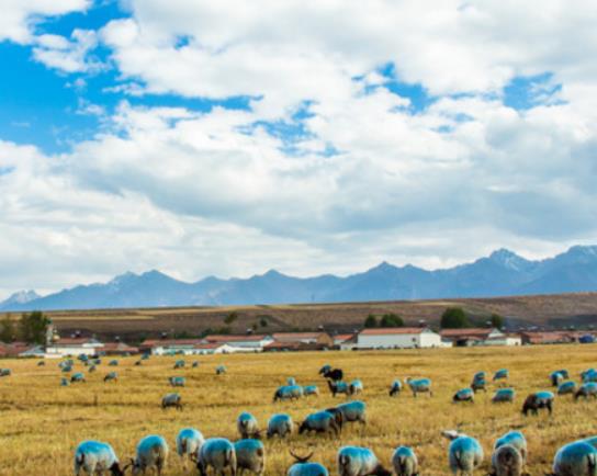 中國十大最美草原排行榜,伊犁草原、呼倫貝爾草原四季風光景色宜人