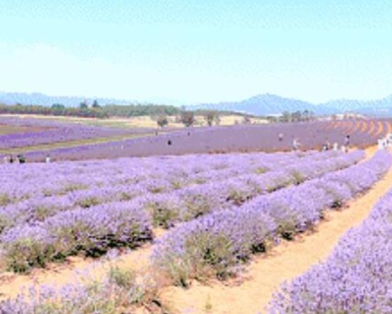 世界十大最美私人莊園,丘吉爾莊園、托爾斯泰莊園極具代表性