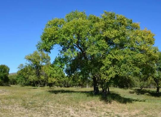 中國十大行道樹排行榜,懸鈴木有效應對空氣污染、榆樹抗風能力強