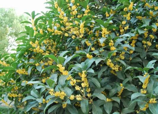 中國十大行道樹排行榜,懸鈴木有效應對空氣污染、榆樹抗風能力強