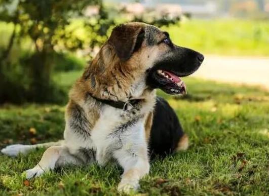 世界十大牧羊犬排名,邊境牧羊犬、德國牧羊犬深受寵主喜愛