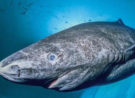 壽命最長的海洋生物排名,燈塔水母可以永生、珊瑚最大壽命約4200歲