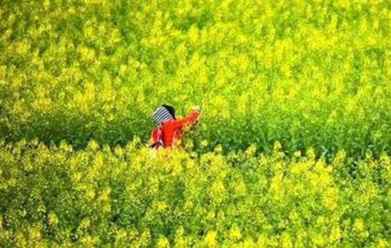 云南十大情侶必去的旅游景點 云南十大情侶必去的旅游景點在哪里