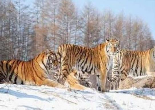 黑龍江十大旅游景點排行榜 黑龍江省有什么好玩的地方去旅游