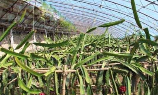 遼寧省盤錦市十大旅游景點排行榜 盤錦有什么好玩的地方去旅游