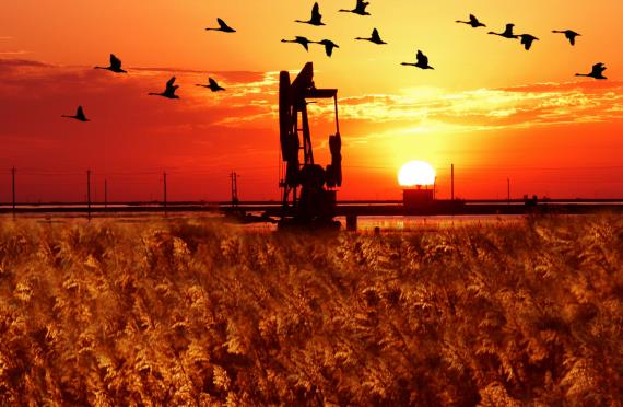 山東省東營(yíng)市十大旅游景點(diǎn)排行榜 東營(yíng)有什么好玩的地方