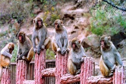 河南省濟源市十大旅游景點排行榜 濟源有什么好玩的地方