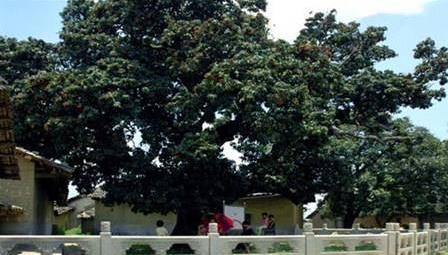 廣西省欽州市十大旅游景點排行榜 欽州有什么好玩的地方