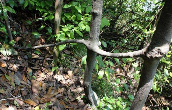 海南省昌江市十大旅游景點排行榜 昌江有什么好玩的地方