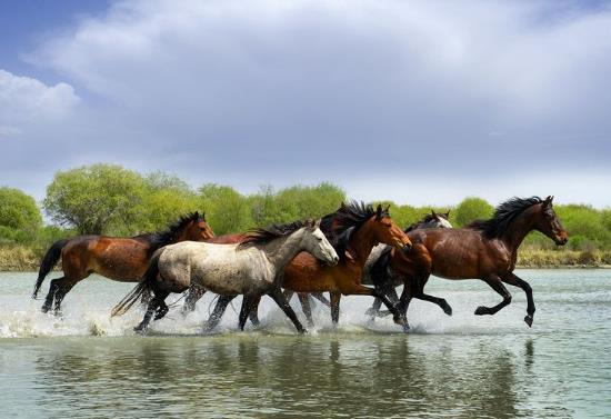 新疆省伊犁市十大旅游景點排行榜 伊犁有什么好玩的地方