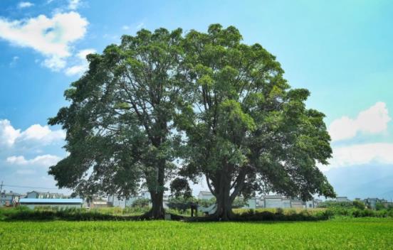 臺灣南投十大旅游景點排行榜 南投有什么好玩的地方