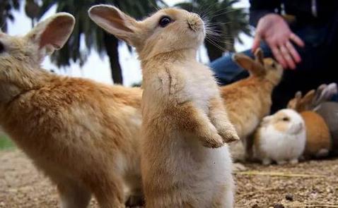 日本廣島縣十大旅游景點(diǎn)排行榜 廣島縣有什么好玩的地方