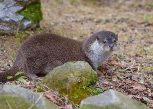 日本廣島縣十大旅游景點(diǎn)排行榜 廣島縣有什么好玩的地方