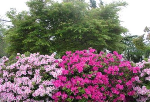 日本島根縣十大旅游景點排行榜 島根縣有什么好玩的地方