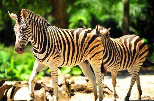 馬來西亞霹靂州十大旅游景點排行榜 霹靂州有什么好玩的地方