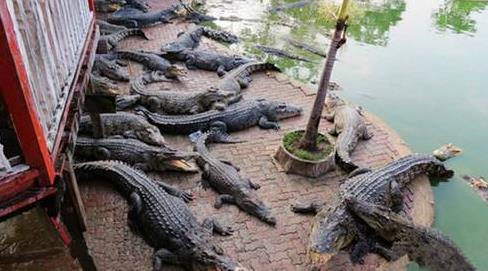 泰國曼谷十大旅游景點排行榜 曼谷旅游有什么好玩的地方