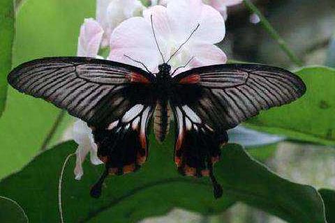 泰國普吉十大旅游景點排行榜 普吉旅游有什么好玩的地方