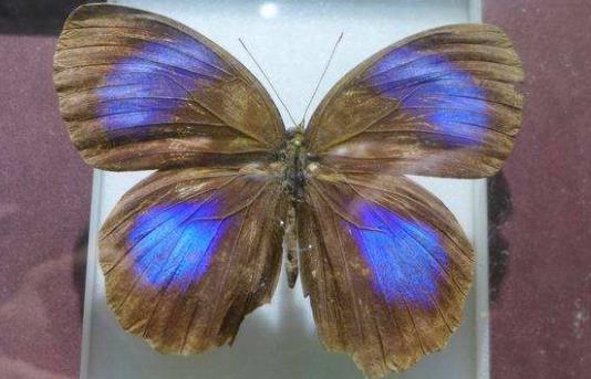 洪都拉斯五大旅游景點(diǎn)排行榜 洪都拉斯有什么好玩的地方