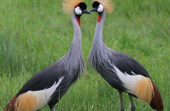 非洲南非西北省四大旅游景點(diǎn)排行榜 西北省有什么好玩的地方