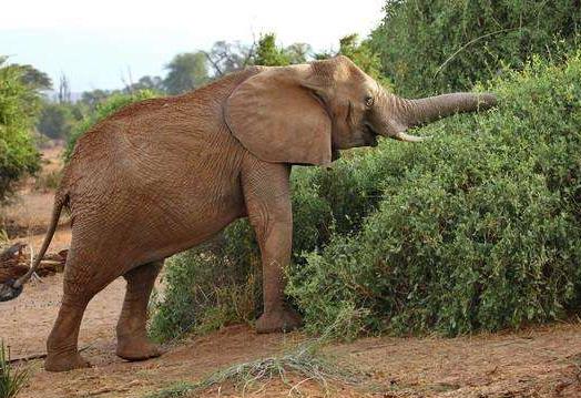 非洲喀麥隆九大旅游景點排行榜 喀麥隆有什么好玩的地方
