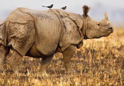 非洲布基納法索五大旅游景點排行榜 布基納法索有什么好玩的地方