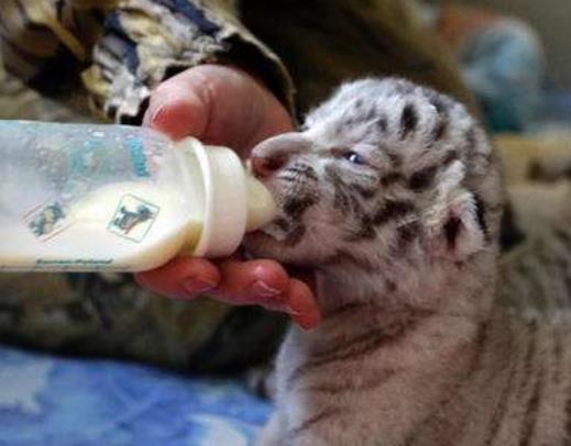 俄羅斯克里米亞八大旅游排行 里瓦幾亞宮為新文藝復興建筑風格