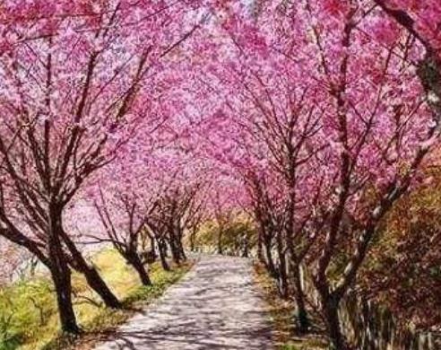 江城武漢十大最美街景旅游排行 曇華林濃縮中國近代歷史的滄桑