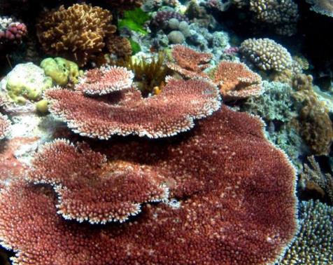 真實存在的世界十大美景旅游景點排行 紫藤隧道格外美麗與神秘