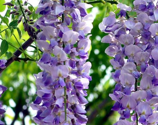 真實存在的世界十大美景旅游景點排行 紫藤隧道格外美麗與神秘