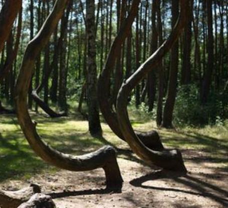 真實存在的世界十大美景旅游景點排行 紫藤隧道格外美麗與神秘