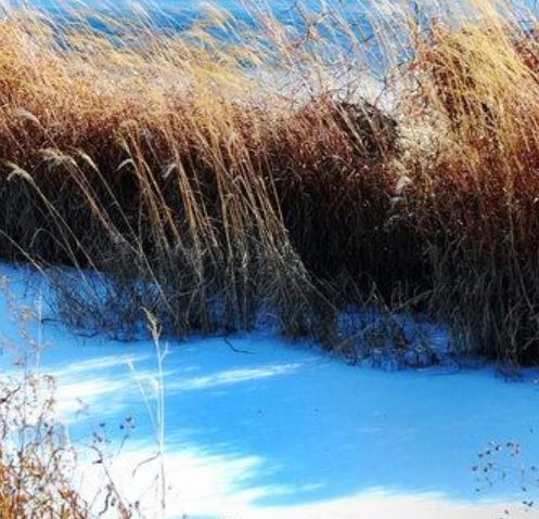 真實存在的世界十大美景旅游景點排行 紫藤隧道格外美麗與神秘