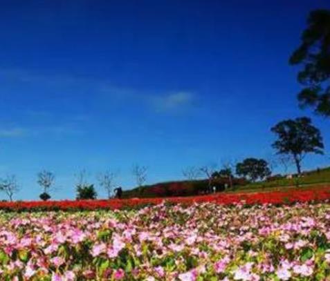 世界十大花海旅游景點(diǎn)排行 英國罌粟花海猶如紅色的海洋一般